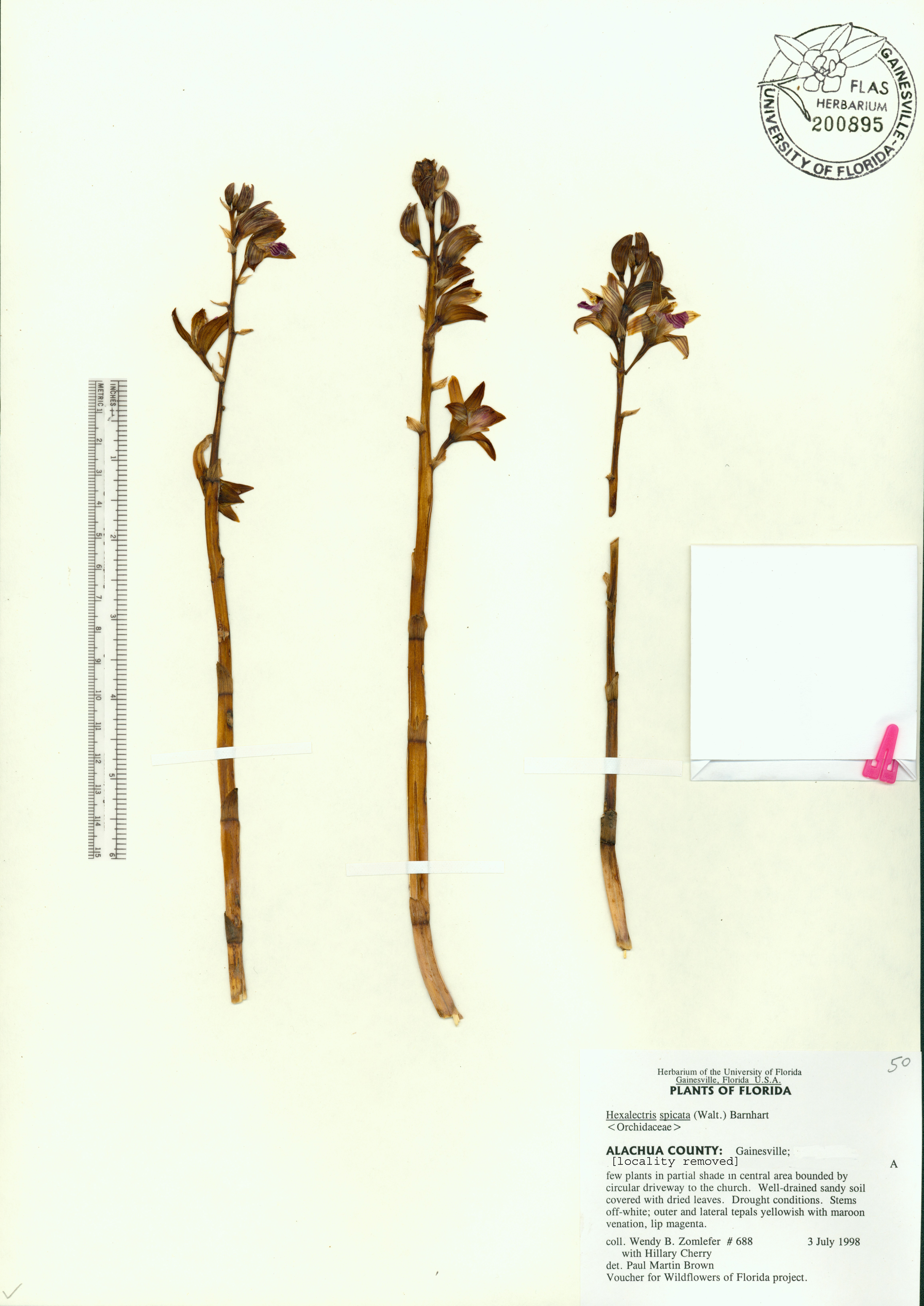 Hexalectris spicata image