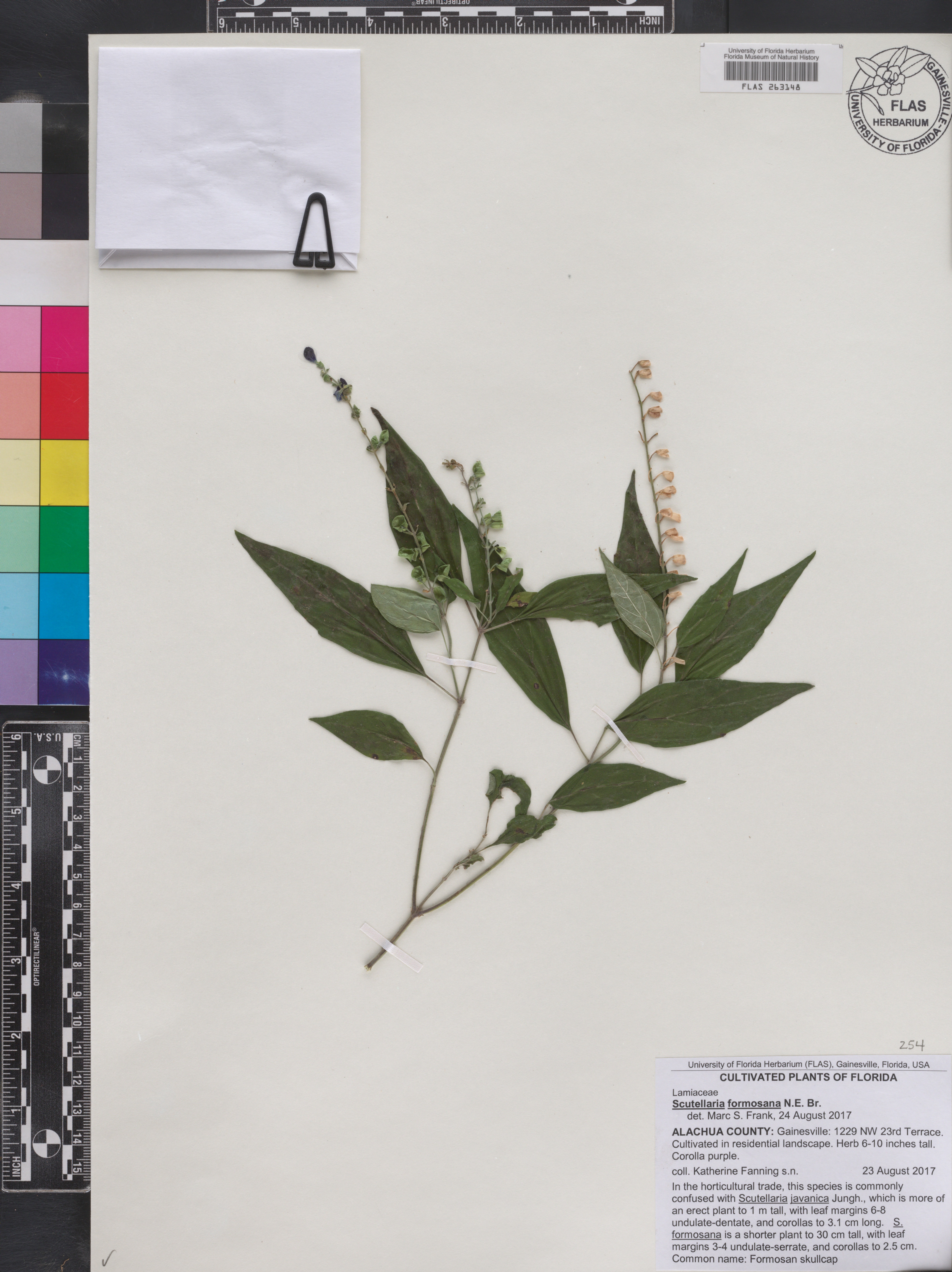Scutellaria formosana image