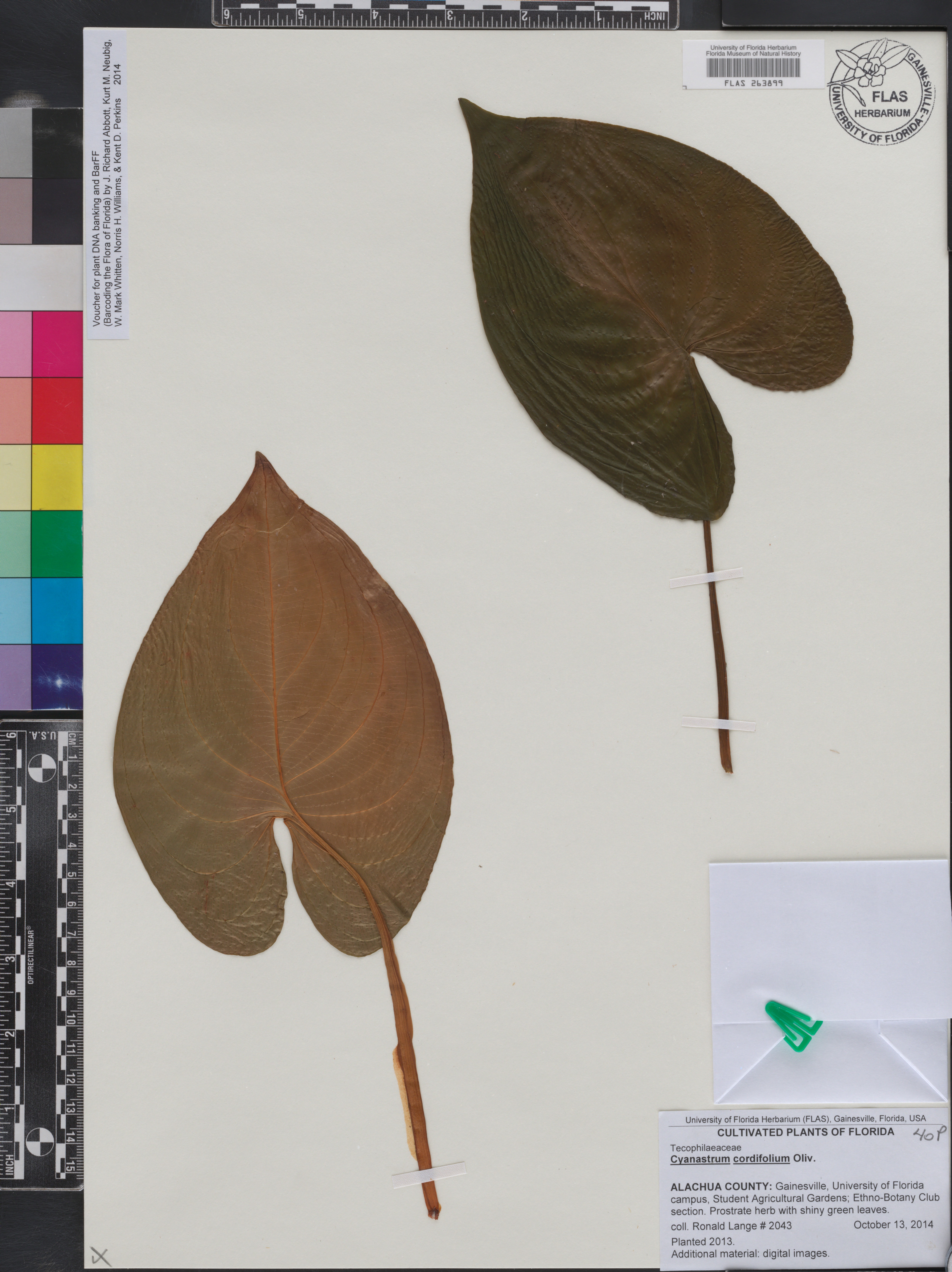 Cyanastrum cordifolium image